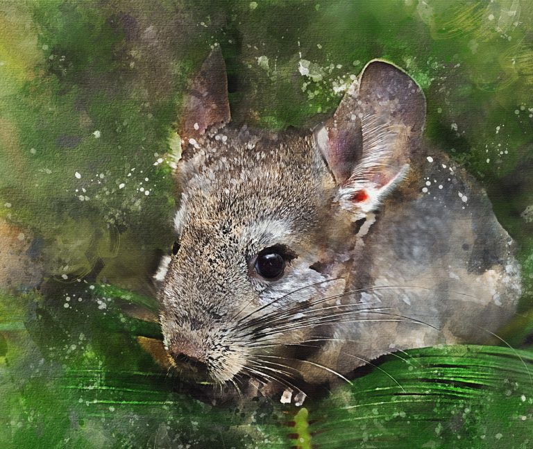 a painting of a mouse peeking out from behind a leaf.