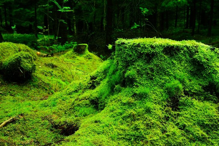 a moss covered mound in the middle of a forest.