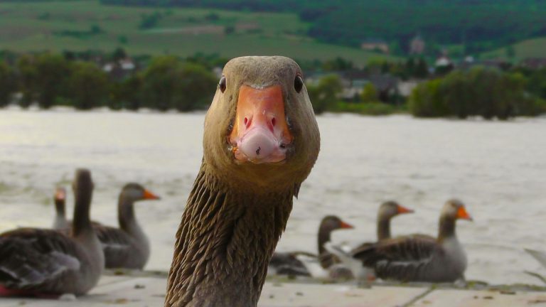 a close up of a duck with a group of ducks in the background.