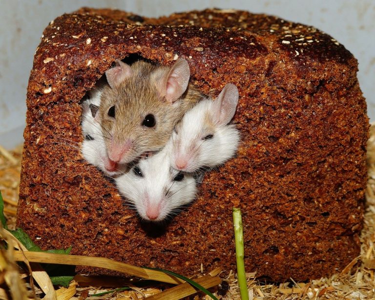 a couple of mice that are inside of a piece of bread.