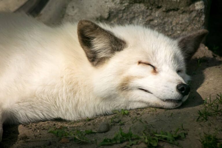 a white dog is sleeping on the ground.
